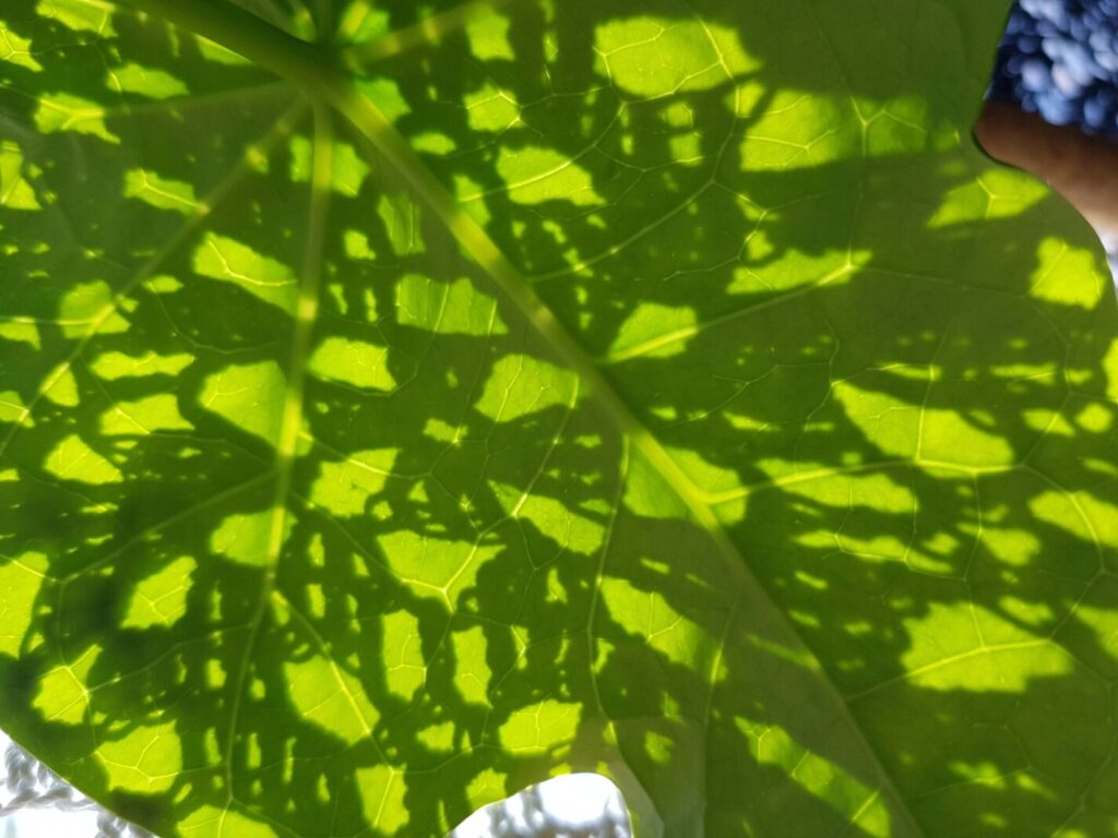 Shades Crochet in Plantleaf