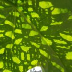 Shades Crochet in Plantleaf